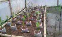 nuevas plantas