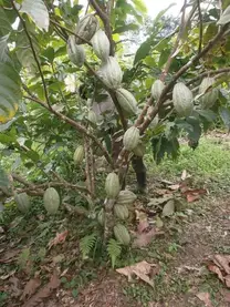 CACAO NACIONAL