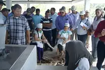 Descoptando yuca en Palmarejo, Santiago Rodriguez, Republica Dominicana