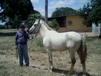 Mi Caballo de Silla