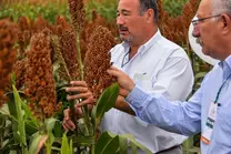 SORGO ADSUR