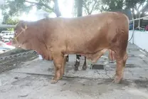 Beefmaster  de registro. (17 meses edad)