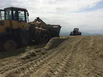 Corn silage