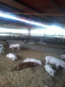 Cama Profunda en Yaracuy