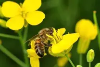 Apis mellifera