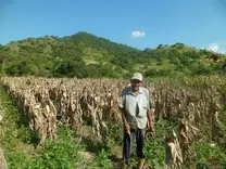 pequeño productor con siembra comvinada caraota y maiz ciclo norte verano valle de la crusz en san sebastian de reyes aragua