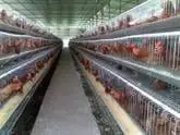 fabricantes de jaulas de gallinas 1,2,3pisos automaticas y manual