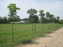 PLANTACION LINEAL
