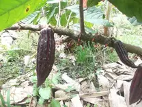 Cultivo de Cacao