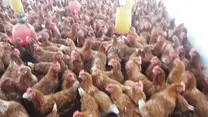 GRANJA AVICOLA CON GALLINAS LDJ (Libres De Jaula)