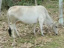 Vechur cow