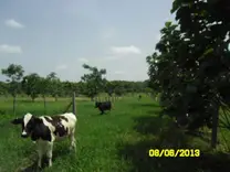 Terneros en crecimiento en pastoreo