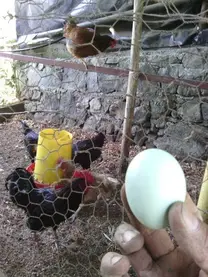 mis primeros huevos de las crías que salieron en mi incubadora