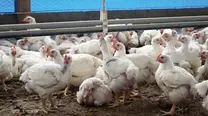 Pollos