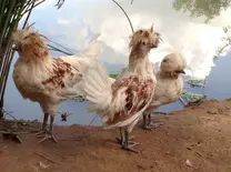 Meus frangos Polonês
