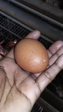 Egg with bloody spot
