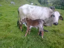 Comformacion Racial de esta Vaca??