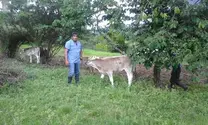 Cria  Brown  Swiss.