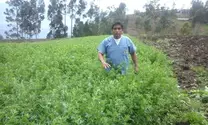 Alfalfa en Huancabamba