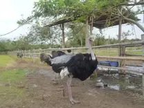 Zoocriadero de Avestruces - Valle del Cauca - COLOMBIA