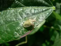 Ninfa de Dichelops