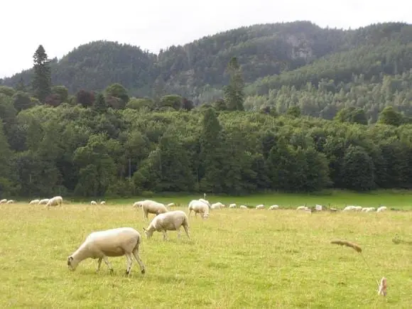 Pastoreio de ovinos (raça Scottish Black Face) - Estadia de pesquisa na Escócia