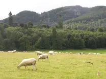 Pastoreio de ovinos (raça Scottish Black Face)
