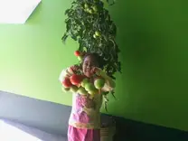 Producción de Tomate Organico