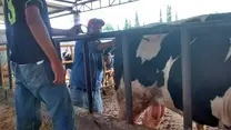 clínica en bovinos