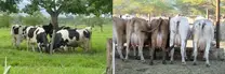 Ventas de Vacas y vaquillas, tambien venta de finca para cafe, ganaderia,  arroz, tabaco y hortalizas