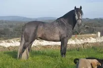 Caballo Andaluz.. Soy Instructor de Caballo de Alta escuela .. Paso Español, Piaffe, Pasajes