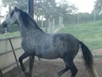 Potro Andaluz