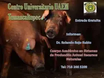 Problemas de Manejo en la Piara