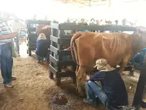 Vaca Hartón del Valle en Ordeño