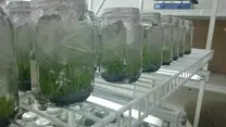 in  vitro
