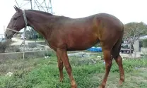 lluvia de oro