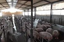 Porcicultores