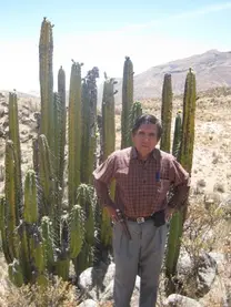 Planta silvestre Corryocactus brevistylus (Sanky o Guacalla)