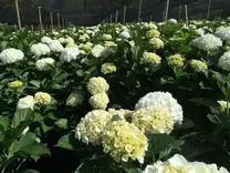 CULTIVO DE HORTENSIAS WHITE BIOQUIRAMA SAS, RIONEGRO, ANTIOQUIA, COLOMBIA,