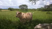 Vaca mestiza