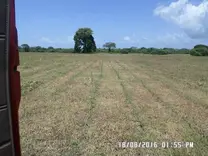 Porcentajes de germinacion