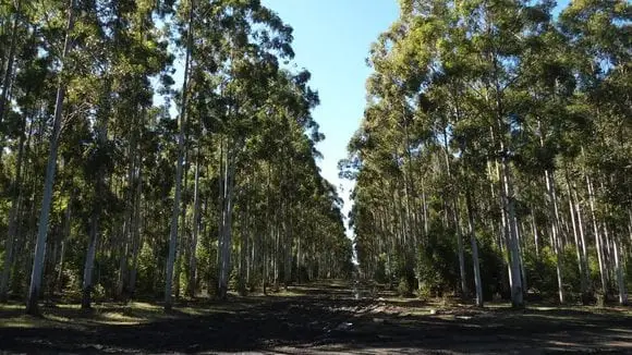 La Largada Forestal - La Largada en Soriano