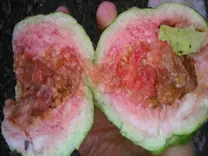 como ataco este problema de mi guayaba