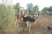 ostrich herd