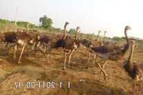 ostrich herd2