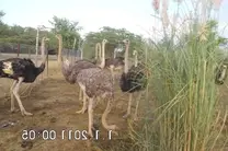 ostrich herd2