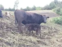 NAOKO DONADORA DE EMBRIONES F2 WAGYU