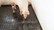 Piso de Caucho Cerdos Porquerizas