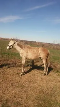 HIJO DE MACHO POSMO