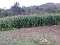 cultivo de maiz para  ensilar